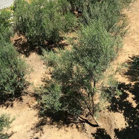 Apartment Begonvil Evleri *